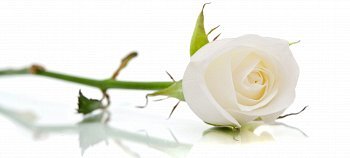 Scrivere, pubblicare, rivedere, consultare.